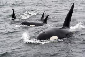 Un grupo grande de orcas apareció frente a la costa de San Francisco. Los científicos no saben por qué había tantas, pero tienen una idea.
