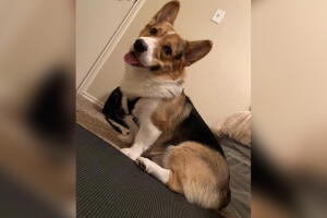 MASCOTAS/MASCOTA4.jpg