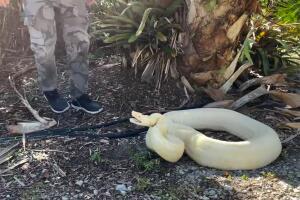 rescatan boa constrictor más gorda Florida