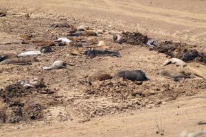 Caballos muertos en Arizona