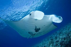 curiosidades-sobre-las-mantarrayas-4.jpg