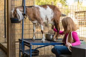 Young Girl Milking Goat