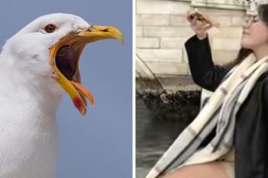 gaviota_foto_tiktok_venecia