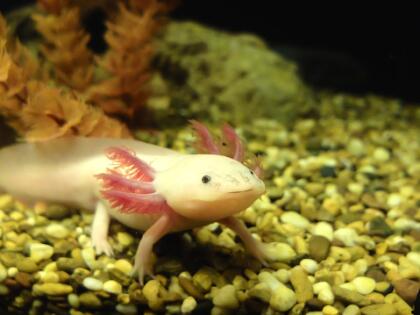 <b>Axolote.-</b> Este anfibio endémico de México es una de las criaturas más sorprendentes de la naturaleza ya posee la excepcional capacidad de regenerar miembros perdidos. Fue llamado por los antiguos mexicanos
<a href="https://www.gob.mx/semarnat/articulos/ajolote-mexicano-criatura-super-dotada" target="_blank">axolotl,</a> que en náhuatl significa “monstruo de agua”. Suelen ser de color negro o marrón moteado, albino o blanco y conserva su aleta dorsal de renacuajo que se extiende casi por todo su cuerpo, el cual puede llegar a medir de 15 a 30 centímetros de longitud (hasta 11.8 pulgadas). Desafortunadamente la contaminación de las aguas, ha llevado a la casi extinción de este peculiar animalito.
<br>