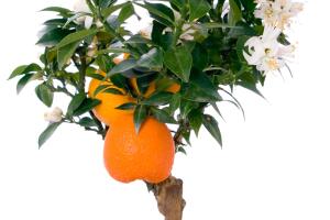 cuidados-del-naranjo-2.jpg
