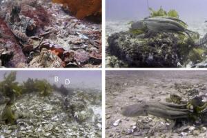 La ciudad de los pulpos