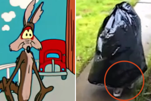 Ladrón se disfraza de bolsa de basura para robar a su vecino: video viral 