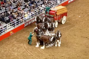 caballos-enredados-rodeo-San-Antonio