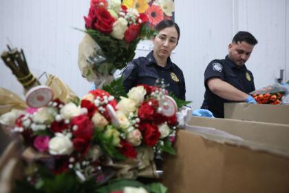 MIAMI, FLORIDA - FEBRUARY 12: (L-R) Shirley Silva and Christian Ruiz, U.S. Customs and Border Protection Agriculture Specialists, inspect flowers for foreign pests or diseases in the FedEx Cargo hub at Miami International Airport on February 12, 2025 in Miami, Florida. FedEx transfers millions of fresh flowers through the hub for Valentine's season by increasing air capacity from Colombia and Ecuador. They will transport over 2.2 million pounds of flowers from these countries in February. (Photo by Joe Raedle/Getty Images)