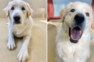 Este es Ronald, el perrito que fue regresado 14 veces a un refugio animal