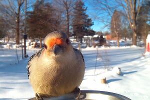 Red-belliedWoodpecker.jpg