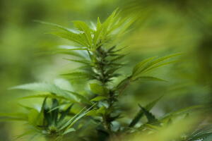 Cultivo de marihuana para uso medicinal.