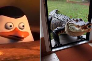 Mujer en Florida se hace viral tras reportar que un caimán de más de 2 metros de largo entró a su casa.