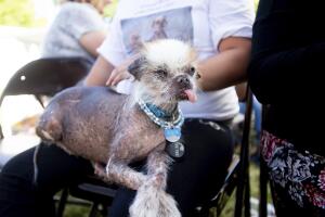Ugly Dog Contest