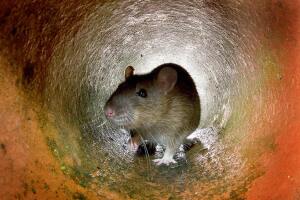 Investigan posible caso de hantavirus en Illinois no relacionado con brote en crucero