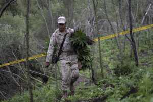 MEXICO-DRUG-WAR-MARIHUANA-PLANTATION