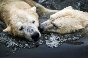 NETHERLANDS-ANIMALS-ZOO-BEARS