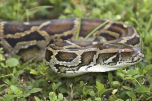 A Burmese python