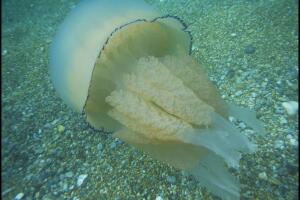 Una selfie con medusas