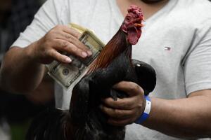 Peleas de gallos Puerto Rico