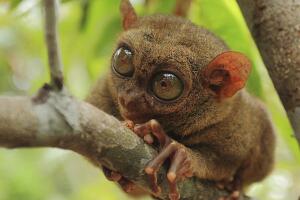 tarsier-filipino.jpg