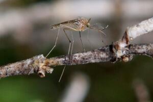 Bay Area Vector Control Team Investigates West Nile Mosquito Presence