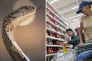 Pitón de 10 pies atemorizó a los clientes de un supermercado: impactante video te sorprenderá