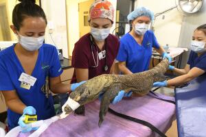 Zoologico /3KD[1].jpg