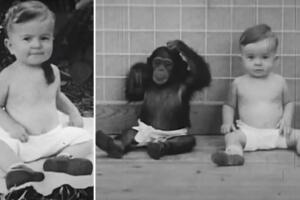 ¿De qué trata el polémico experimento Winthrop Kellogg? 