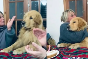 Perro se vuelve viral por su tierna reacción 