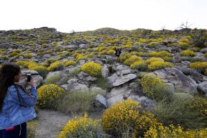 Desert Super Bloom