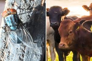 gusano barrenador declaración emergencia cuarentena plaga gobernador texas