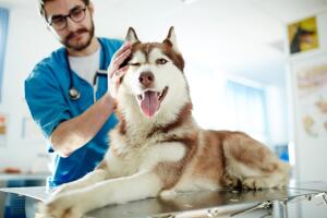 Razones para llevar a tu mascota al veterinario