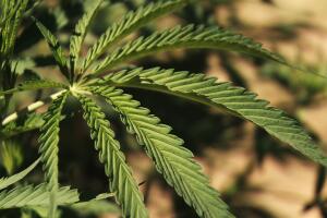 Las 'Hermanas del Valle', unas devotas del cannabis