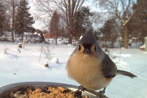 TuftedTitmouse2.jpg