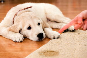 sujeira-cachorro-limpar-0.jpg