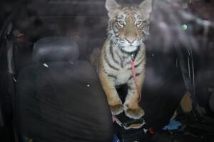 tigre.jpeg