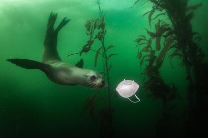 Fotografías ganadoras del World Press Photo 2021 | Al Dia Media California sea lion (Zalophus californianus) playing wiht KN95 mask in Monterey, CA.