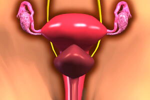 ovario-utero-texto.jpg