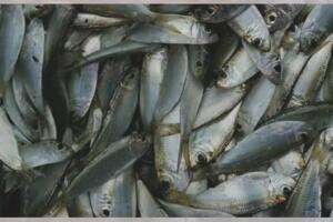 Peces Cuba/Peces2cuba.jpg