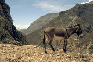 A Burro in Mexico
