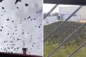 Miles de aves causan terror en una ciudad mexicana