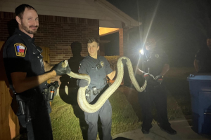 pitón-policías-Cibolo