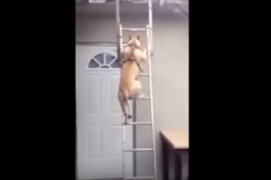 cachorroescada-reprod.png