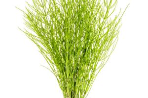 Plant equisetum arwense isolated on white background