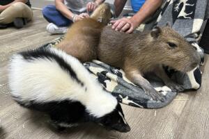 Una mofeta pasa junto a un capibara en el Capybara Cafe, en St. Augustine, Florida.