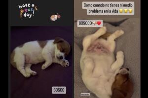 Chantal Andere presenta con tiernas fotos al nuevo integrante de su familia