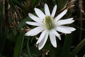Vistazo a las flores silvestres que adornan la primavera texana