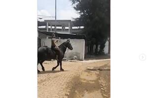 caballo5.jpg