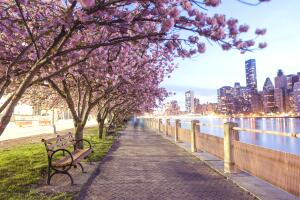 Cerezos en flor NYC